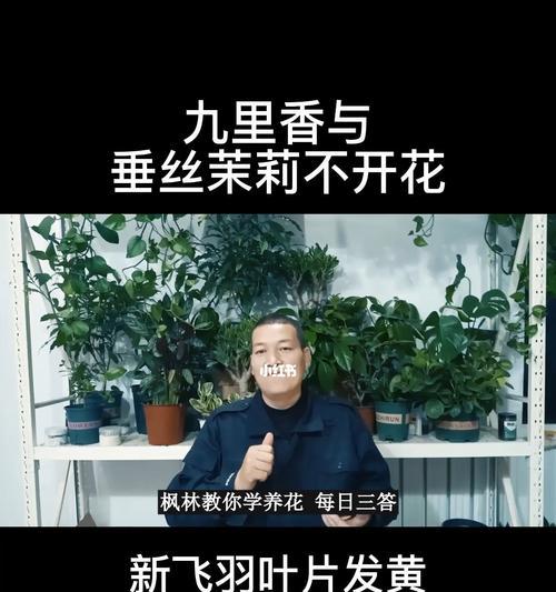 九里香不开花的原因剖析（探寻九里香不开花的真相）