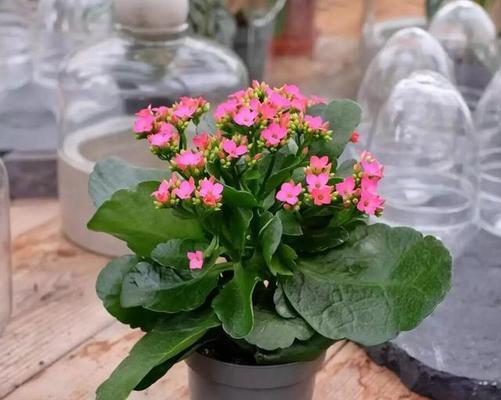 植物爱好者必看，长寿花养护指南（植物爱好者必看，长寿花养护指南）