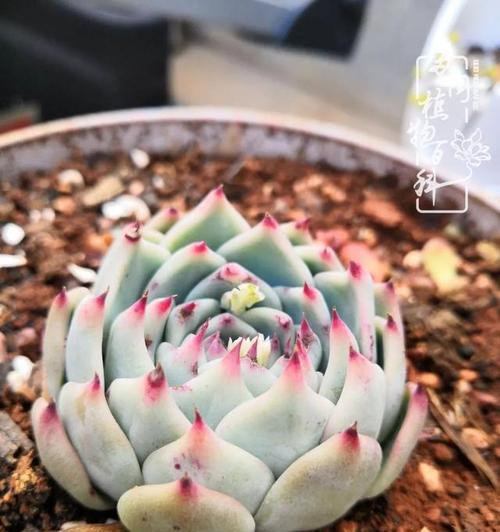 瓦松繁殖的方法和注意事项（了解如何让瓦松繁衍生息，打造美丽花园）