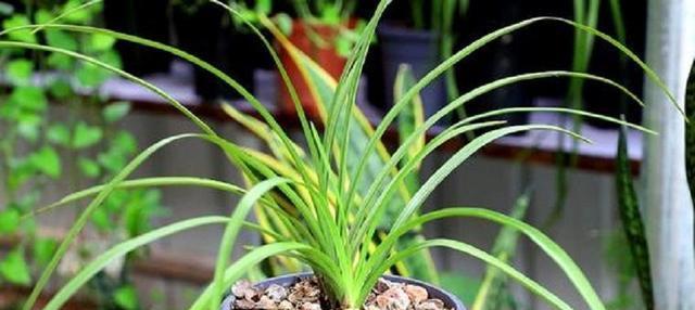 兰草的种植与养护（从选址到浇水，全面了解兰草的种植注意事项）