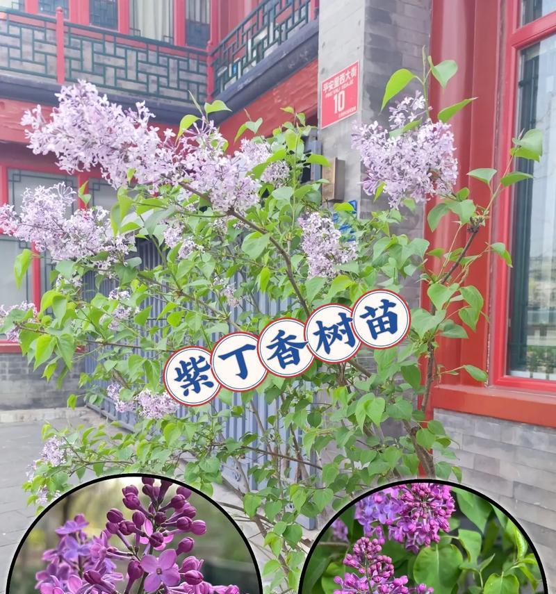 在家种花？尝试把丁香花种在花盆里吧！（丁香花在花盆中的种植方法与注意事项）
