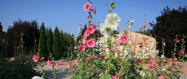蜀葵花的种植方法（一步步教你如何播种、养护蜀葵花）