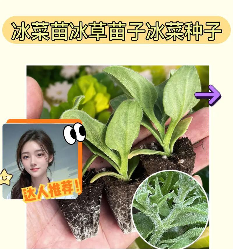 冰菜的种植与养护（夏季种植技巧、注意事项及收获方法）