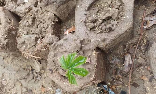 爬山虎插枝能活吗？（探究爬山虎插枝的生长状态及技巧）