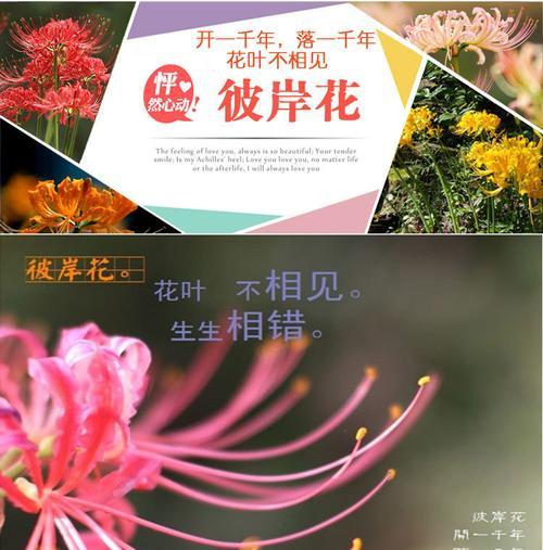 曼珠沙华生长条件与特点（探秘曼珠沙华的生命之源、独特的生长环境和特殊的形态）