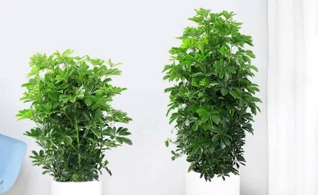 鸭脚木的日晒问题（保护鸭脚木，从避免日晒开始）