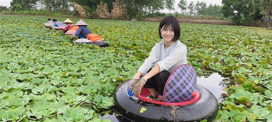菱角采摘时间和注意事项（菱角采摘时间和注意事项）