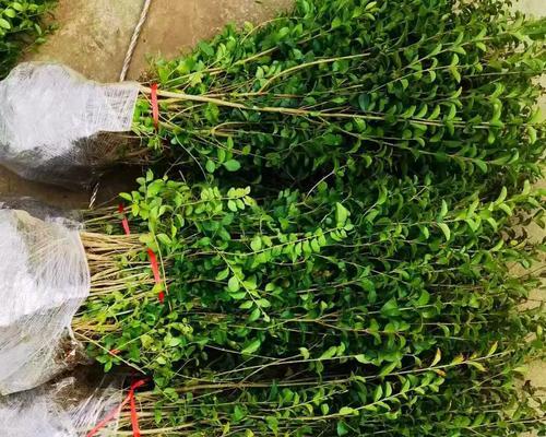 女贞开花结果全过程解析（从种植到开花）