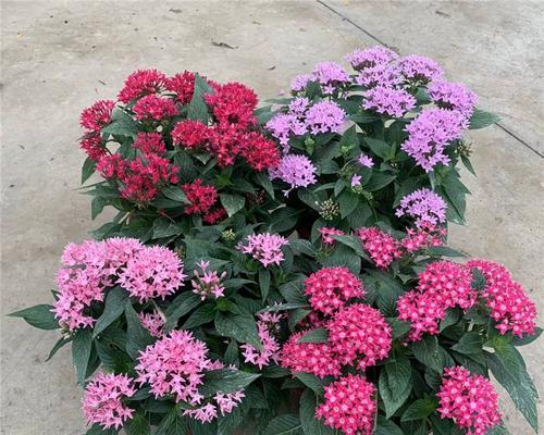 五星花的花期时间是什么时候？（探寻五星花花开的奥秘）