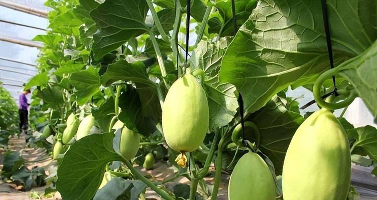 甜瓜上市时间解析（探究甜瓜成熟期和上市季节，为你揭秘甜瓜的生长历程）