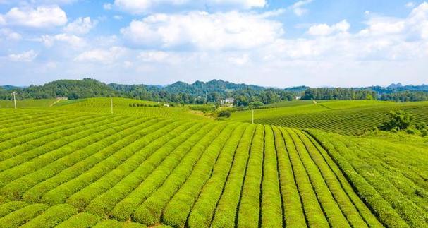 为茶园增色添彩，提升种植效益（为茶园增色添彩，提升种植效益）
