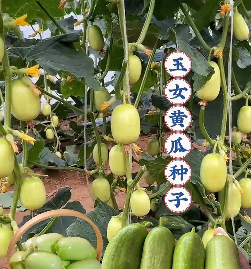 黄瓜品种选择指南（如何选择最适合你的黄瓜品种）