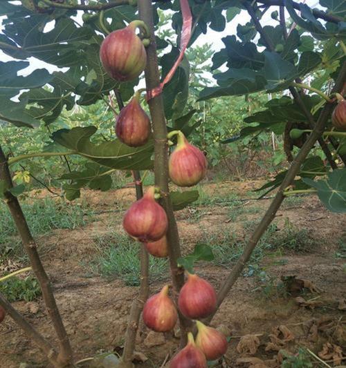 无花果树病虫害防治方法与技术措施（以无花果树病虫害综合防治技术为例）