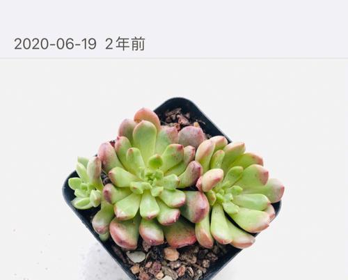 多肉红宝石的浇水方法（全面了解红宝石的浇水需求，让多肉更健康茁壮）