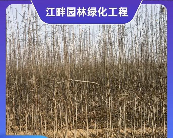 如何移栽梨树保证好活？（梨树移栽时间、地点、技巧、注意事项等详解）