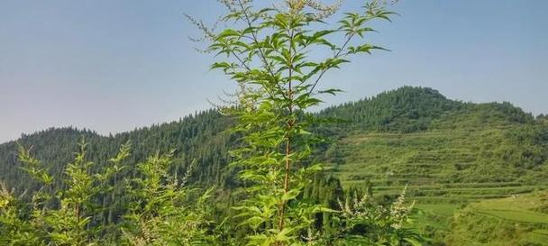 黄荆树的生长特点及规模分析（黄荆树的高度、冠幅及树龄）