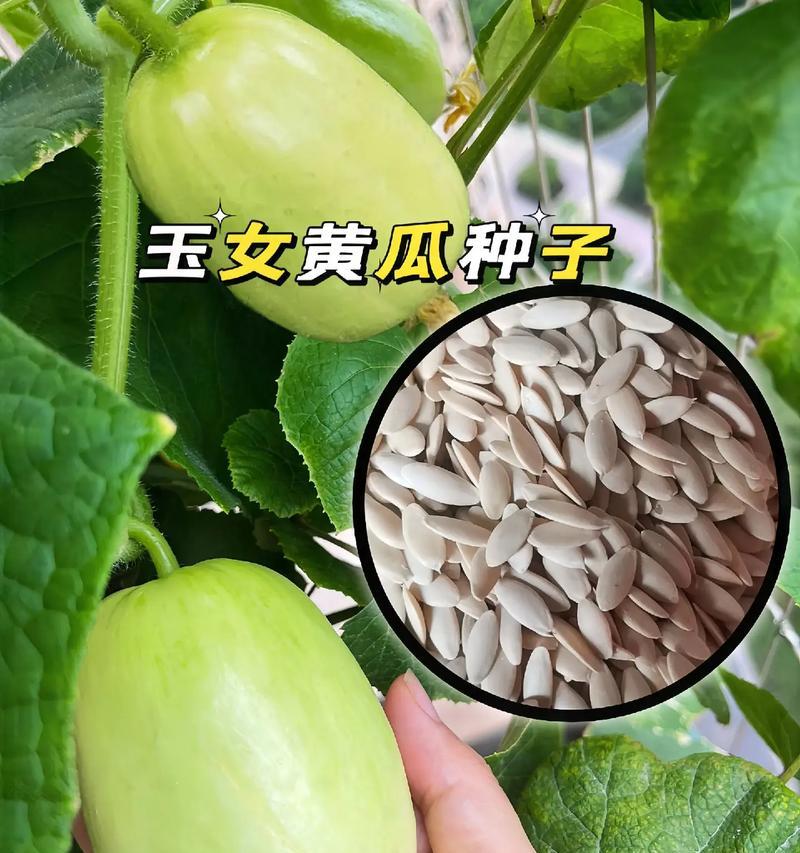 手把手教你种植黄瓜种子（简单易行的黄瓜种植步骤，轻松开启家庭种菜生活）