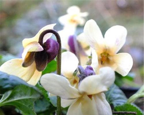代表爱情专一的花——百合花（洁白无瑕，传递爱情的真谛）