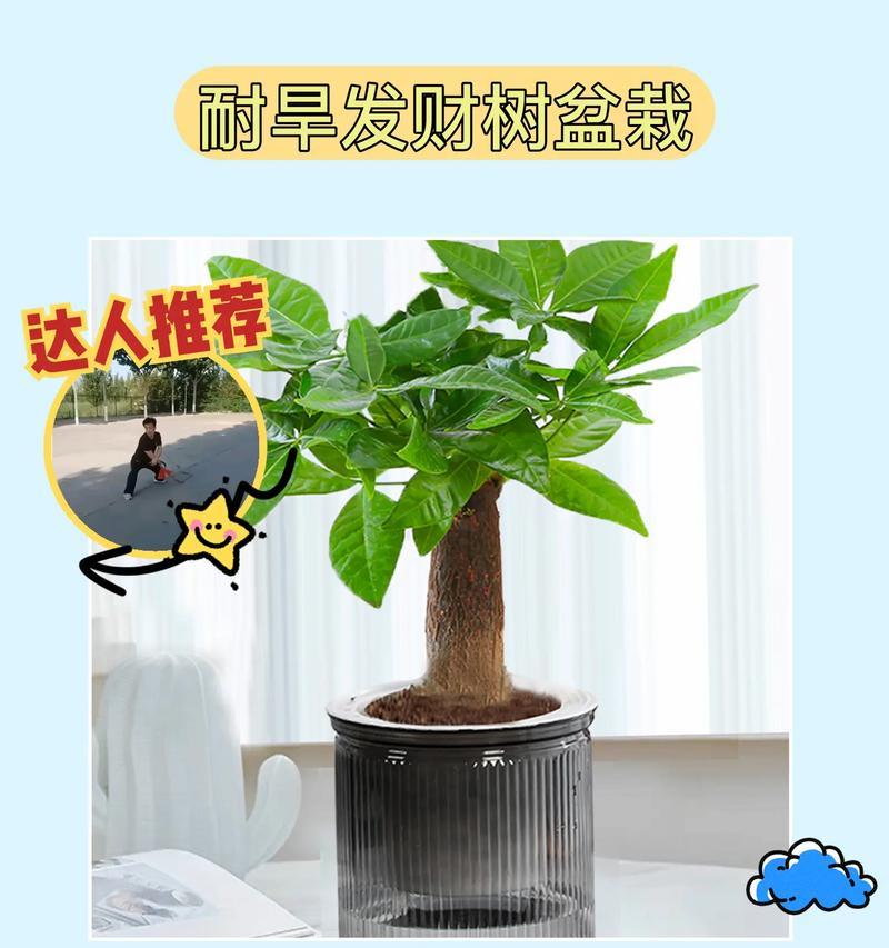 黄金树的养殖方法与注意事项（打造绿色家居）