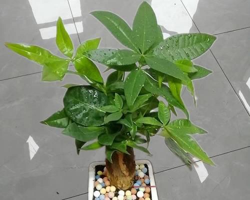 探秘发财树的风水寓意和正确摆放位置（风水大师教你如何利用发财树吸财聚气，财源滚滚来）