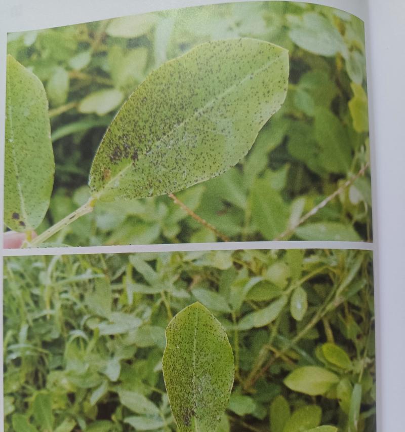 花生病虫害防治技术与方法措施（保障花生健康生长的有效措施）