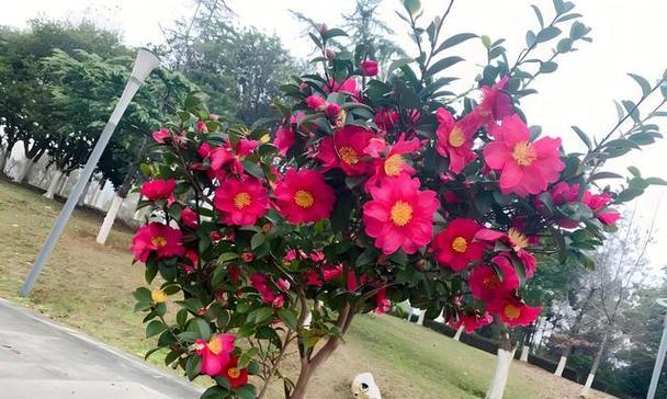 院子里种茶花的步骤与技巧（茶花入门指南）