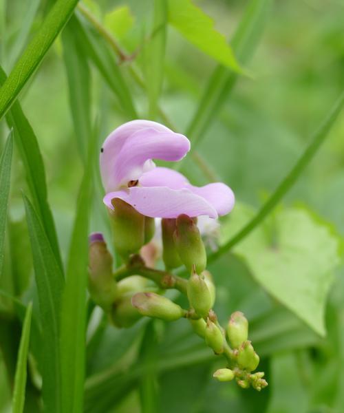 菜豆是双子叶植物吗？探究菜豆的分类学特征