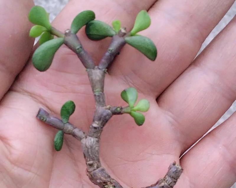 金枝玉叶盆栽选大盆还是小盆？（选对盆栽大小，让你的金枝玉叶长得更好！）