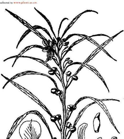揭秘凤仙花真实身份（探究凤仙花与水的关系，你不可不知的秘密）