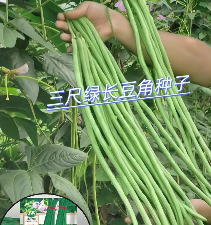 豆角的生长环境条件及特点（探究豆角生长所需的气候、土壤和养分，了解豆角的生长规律和特点）