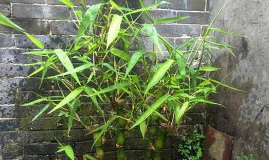 绿宝养殖全攻略（从选苗到管理，打造高产高效的绿宝养殖）