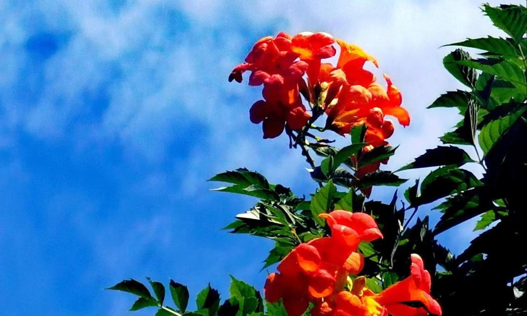 凌霄花开花时间及花期分析（凌霄花开花月份、花期长短与影响因素详解）