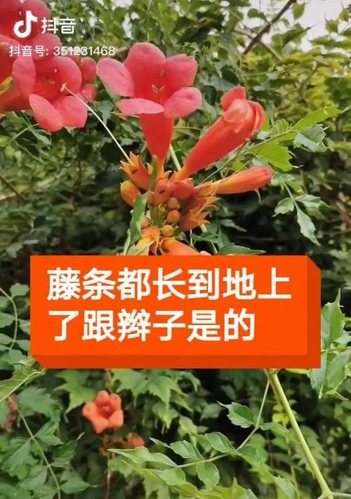如何正确修剪凌霄花（一篇详细的修剪指南）