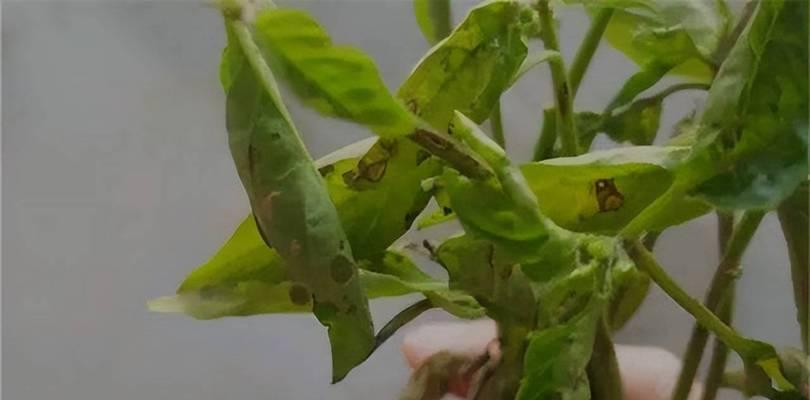 辣椒叶到底是热性还是凉性？——揭秘辣椒叶的药性（神秘的草药——辣椒叶的性质）
