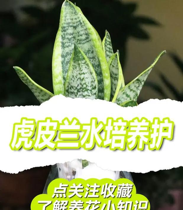 虎皮兰根烂了怎么救？（教你如何拯救虎皮兰）