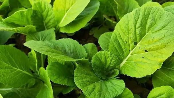 “高温下适宜种植的蔬菜种类及其特点”