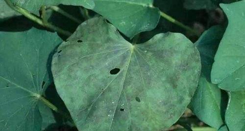 探究甘薯叶子的形态特征（了解甘薯叶子的形状、颜色、纹路、大小等特征）