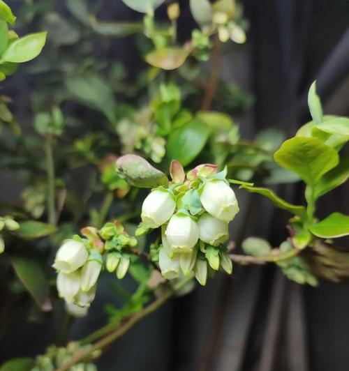 蓝莓的生长周期（探究蓝莓的开花及结果季节）