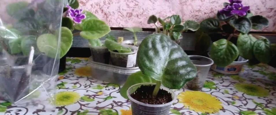 非洲紫罗兰养护指南（打造幸福家庭必备的优美植物，以及如何维护它们的生长状态）