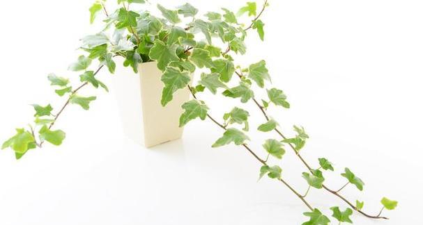 常春藤的种植与栽培（时间、方法及关键要素）