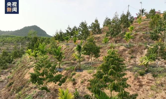 榴莲壳可以做肥料吗？（探究榴莲壳的肥料价值，为你的庭院增添新绿色！）