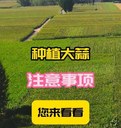 高产大蒜种植技术（时间、方法、关键点）