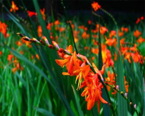 不耐寒宿根花卉的养护技巧（冬季养护不要忽略，宿根花卉盼春暖）