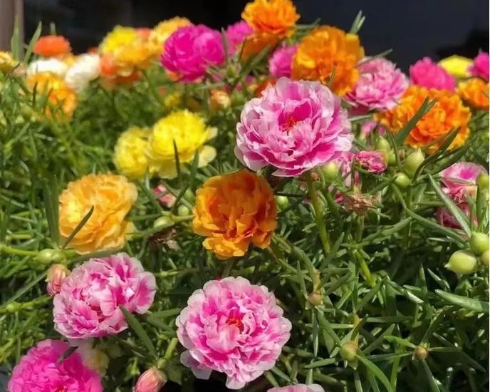 多年生花卉的种植与养护（从选购到管理，让您拥有一片花海）