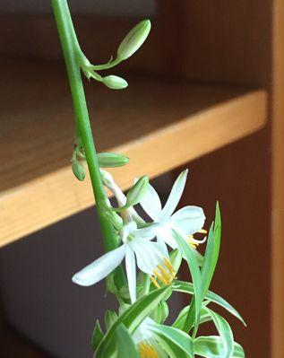 吊兰花的美丽之处（探秘吊兰花的外观、颜色、形态及特点）