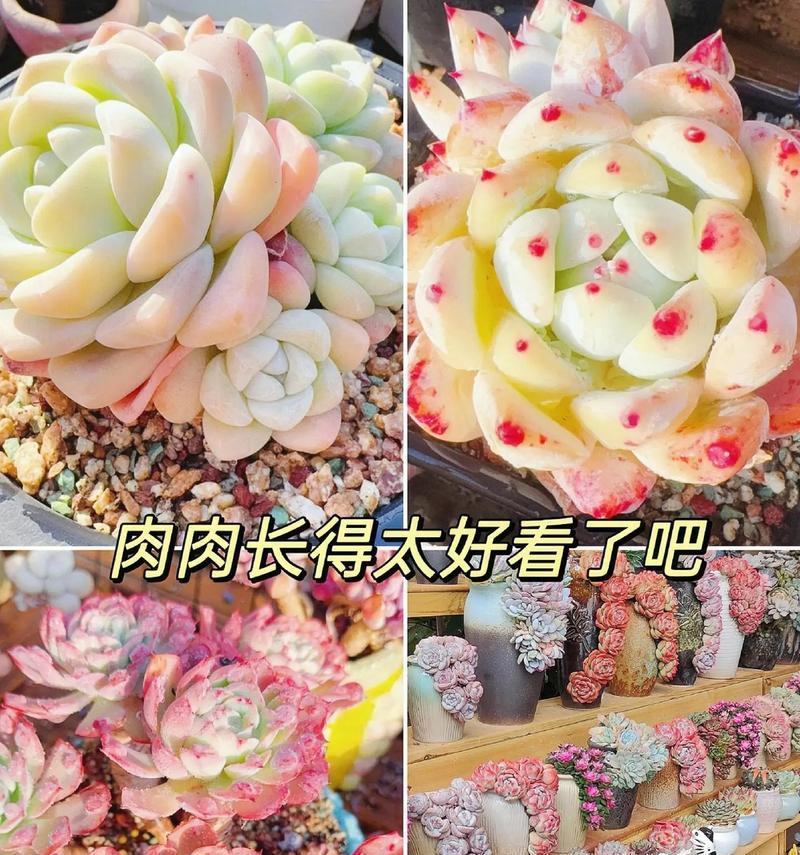 多肉换土的全面指南（正确换土，保证多肉健康生长）