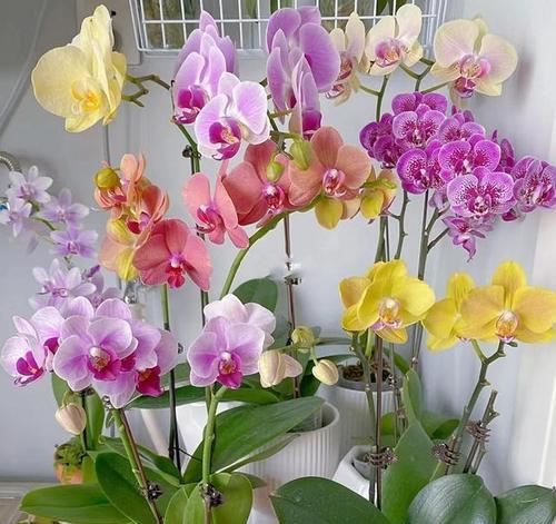 如何合理种植蝴蝶兰？（种植技巧、数量控制、注意事项）