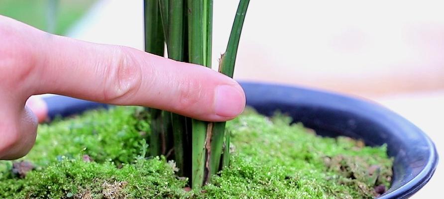 波露水浇水频率详解（打造健康植物必备，你需要知道的波露浇水方法）