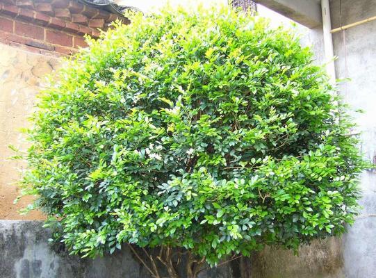 九里香为何不开花？（解析九里香不开花的原因及解决方法）