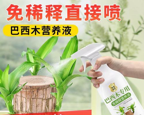 探究巴西木叶片发黄的原因和处理方法